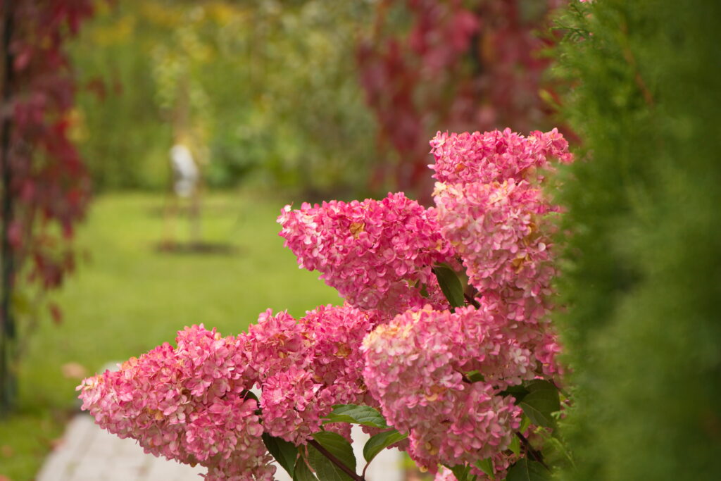 Hydrangea paniculata vanilla ice cream beautiful flower caps garden decorations shades of pink