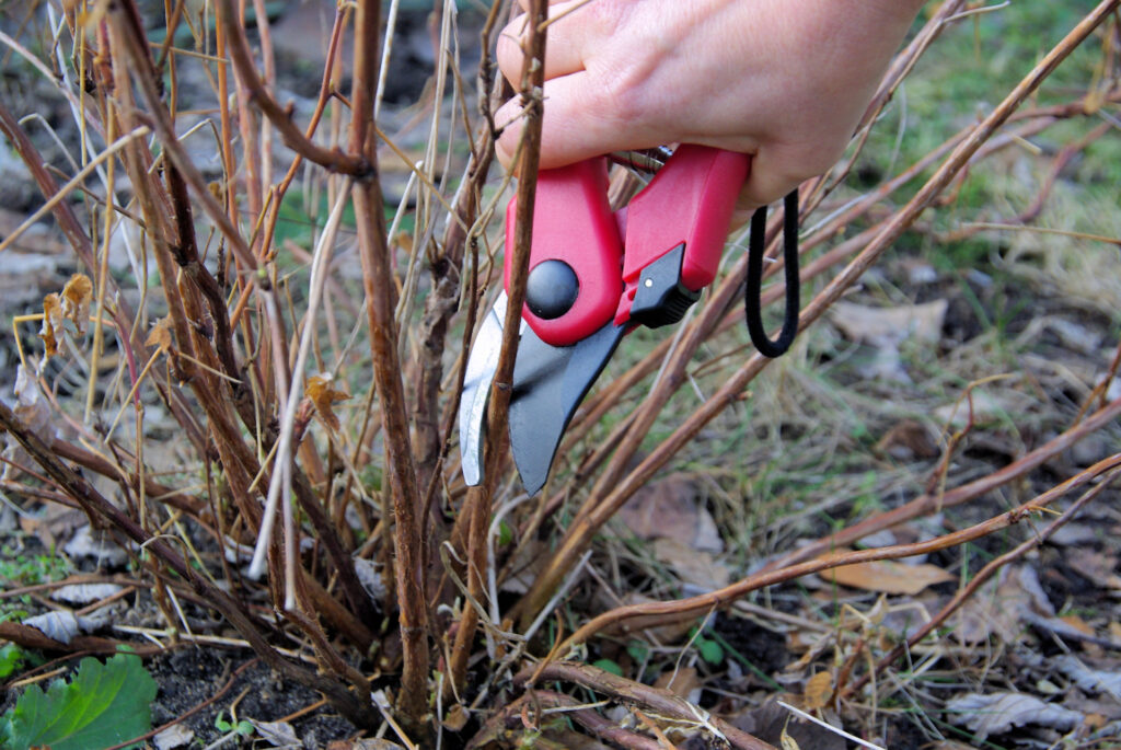 Zweige schneiden mit Gartenschere im Garten