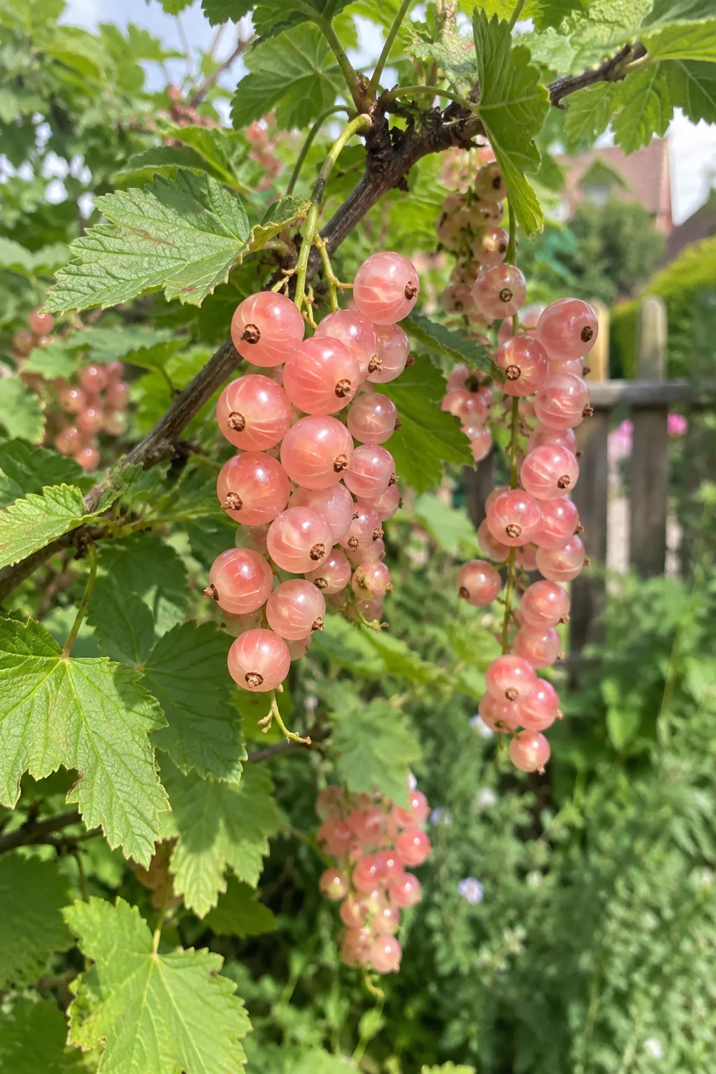 Johannisbeerzweig mit mittellangen Trauben hellrosa, glänzender, durchscheinender Beeren, durch die man die Samen erkennt