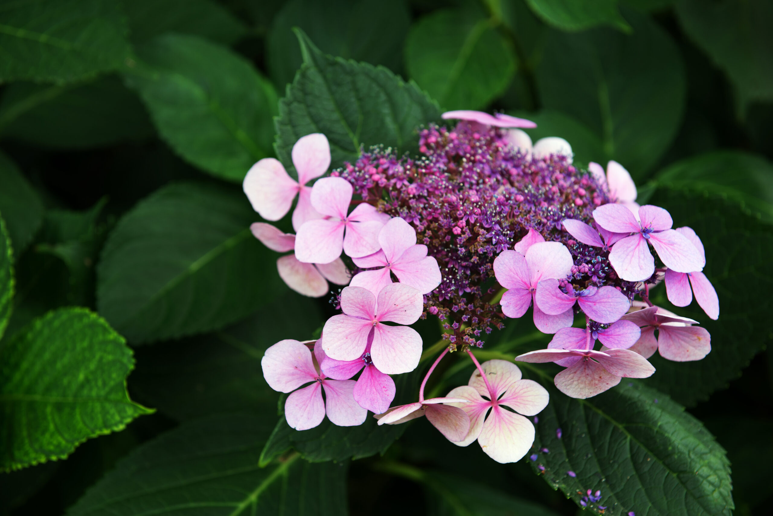 Violet hydrangea serrate flower on leaf background. Daylight Sho