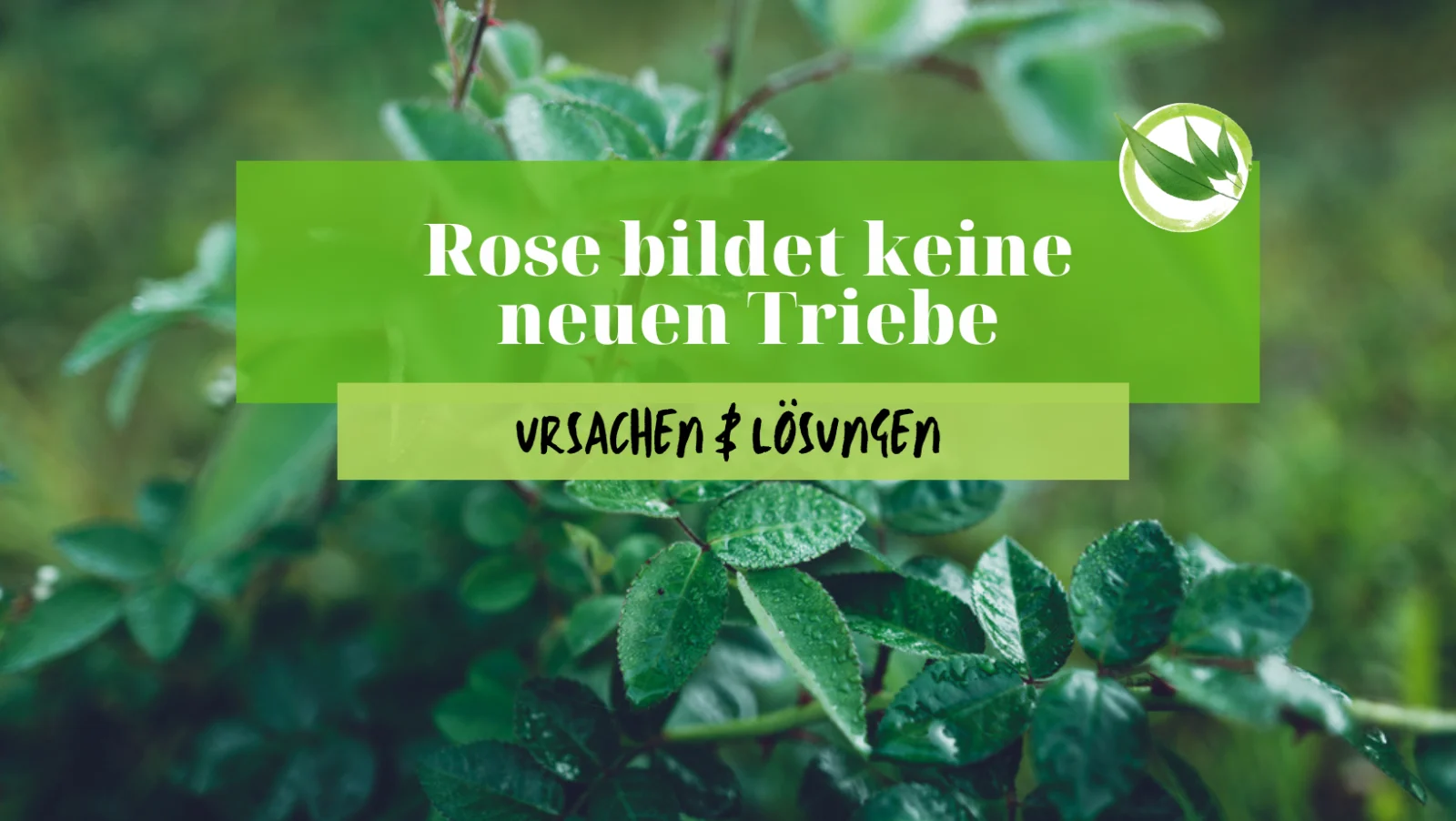Rose bildet keine neuen Triebe – Ursachen & Lösungen