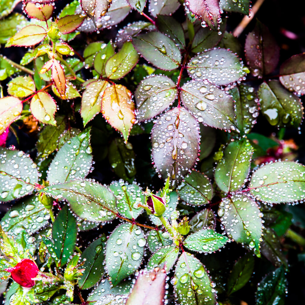 Rose flower leaves after rain