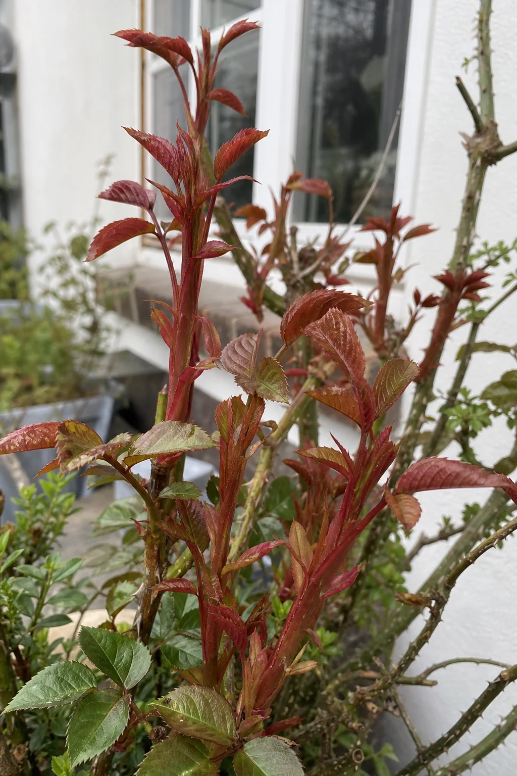 Rosenstrauch im Mittelfrühling mit etwa 20 cm langen, bronze-roten Neutrieben und sich entfaltendem Laub, noch ohne Knospen.