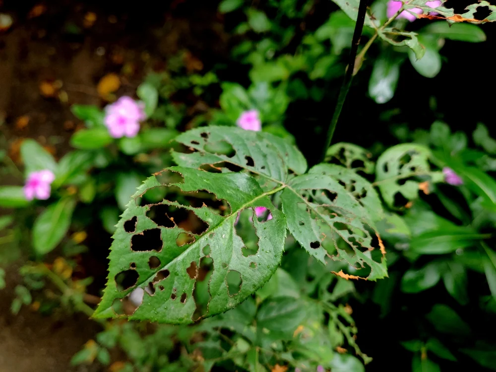 Rose plant leaves destroyed by pests and insects