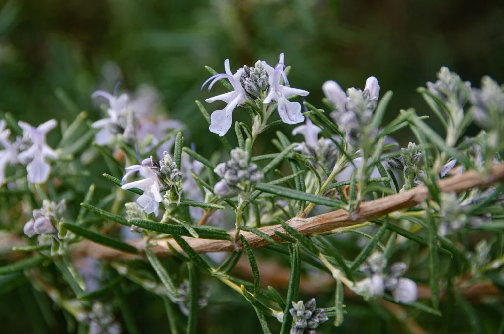 rosemary, blossom, bloom