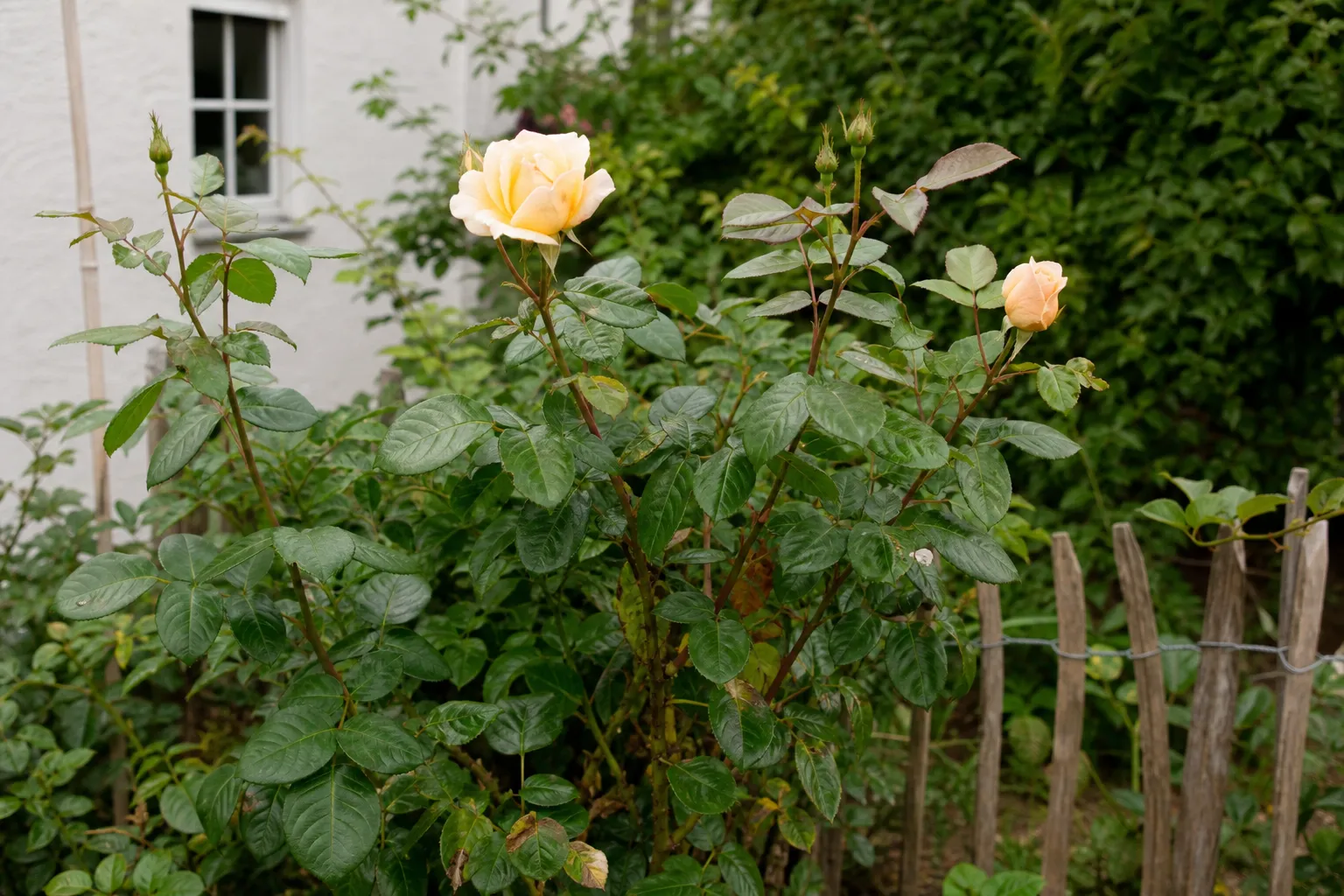 Rose blüht nicht? Die 7 häufigsten Ursachen — und was wirklich hilft
