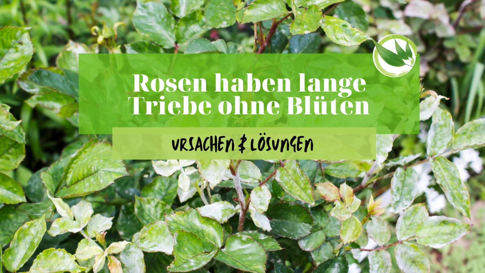 Rosen haben lange Triebe ohne Blüten – Ursachen & Lösungen