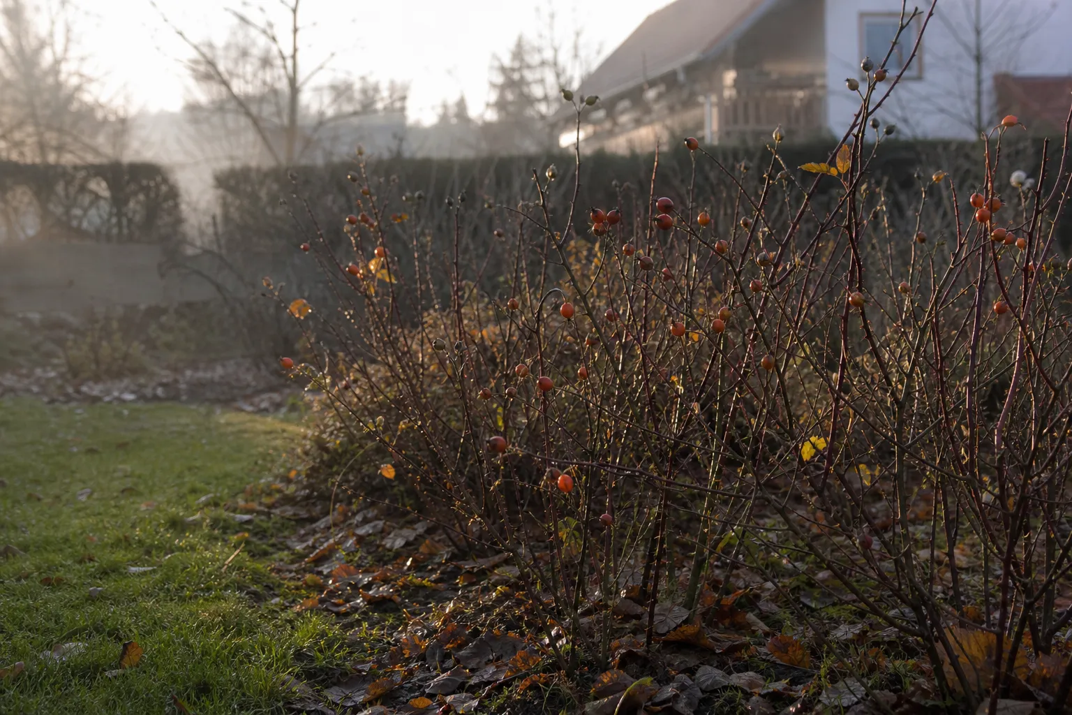Rosen im Herbst pflegen: Was jetzt zählt — und was du dir sparen kannst