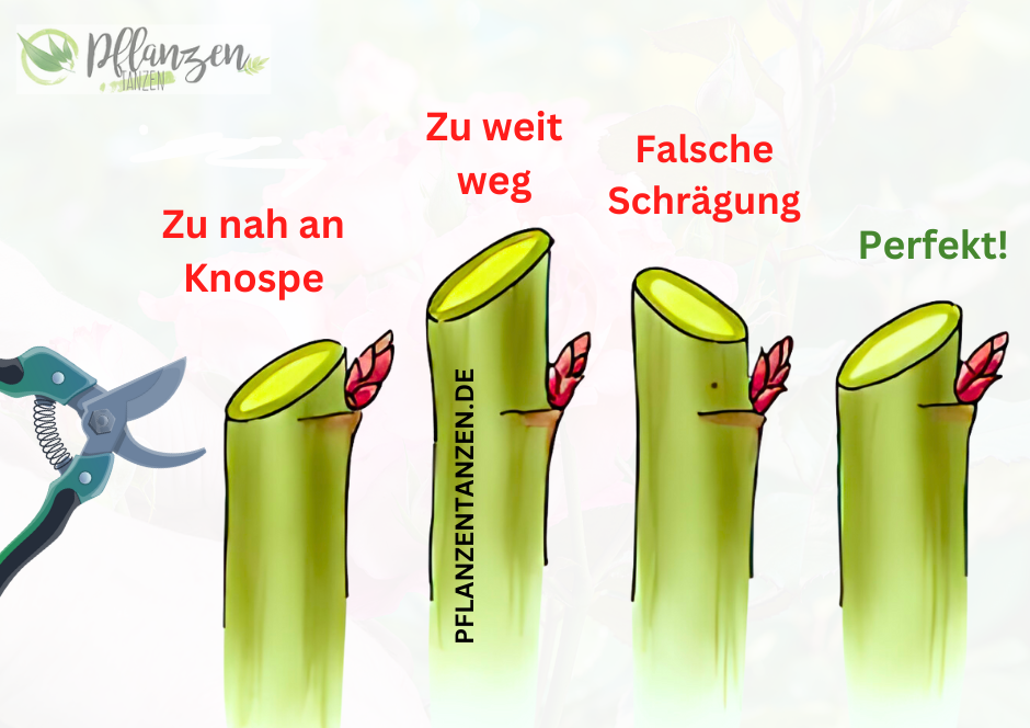 Anleitung Rosenbeschnitt mit Bildern.