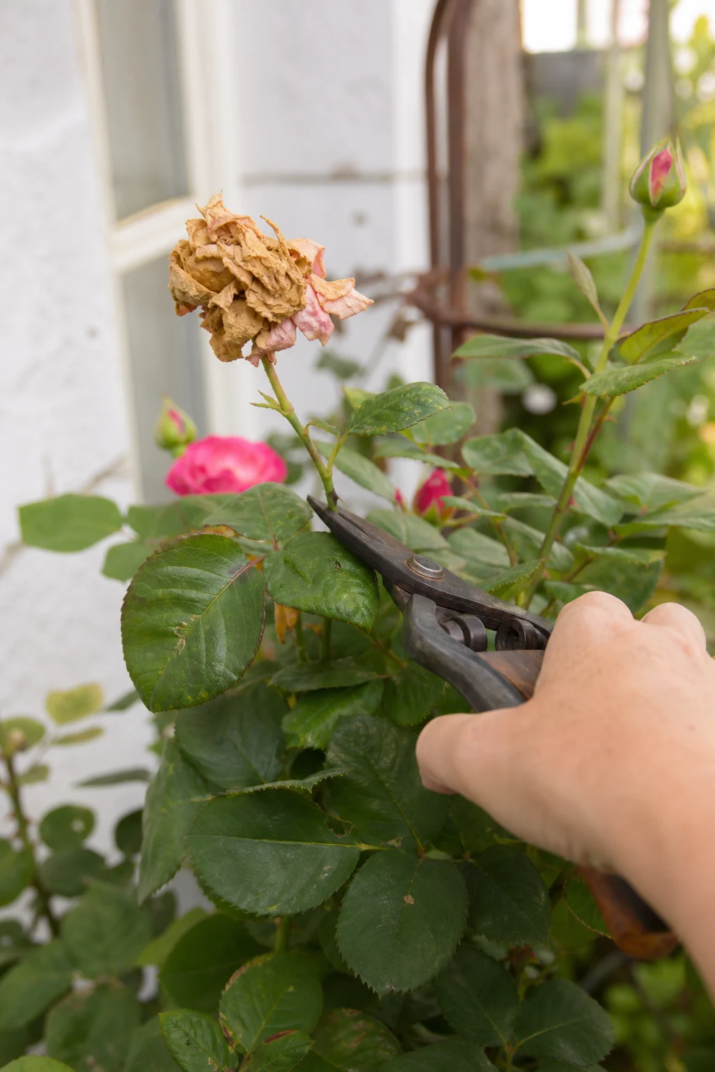 Eine Schere schneidet eine verblühte Rosenblüte oberhalb des nächsten fünfteiligen Blattes ab, frische Knospen im Hintergrund.