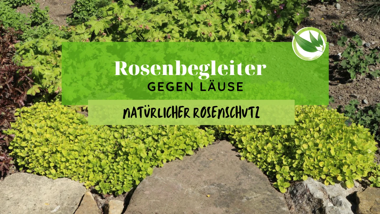 Rosenbegleiter gegen Läuse: Mit Pflanzen ganz natürlich Deine Rosen schützen