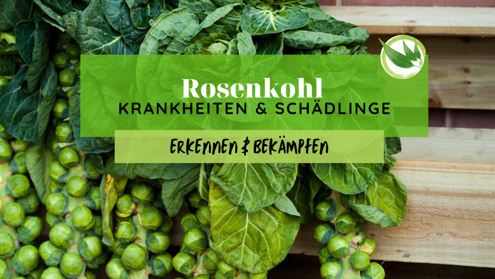 Rosenkohl Krankheiten & Schädlinge erkennen & bekämpfen