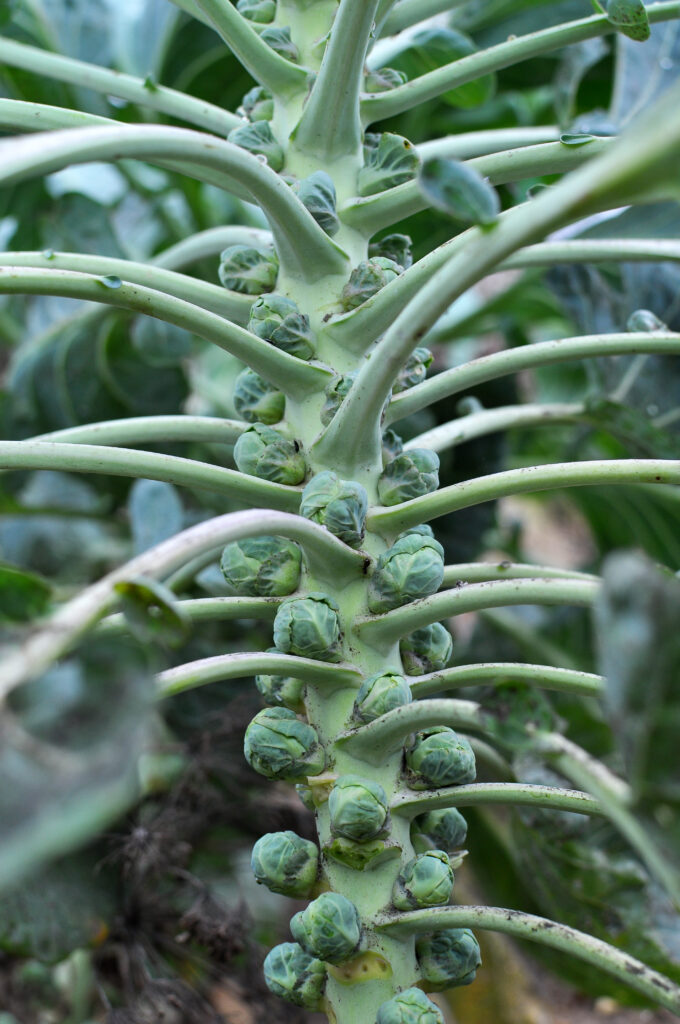 Brussels sprouts are grown in the open ground