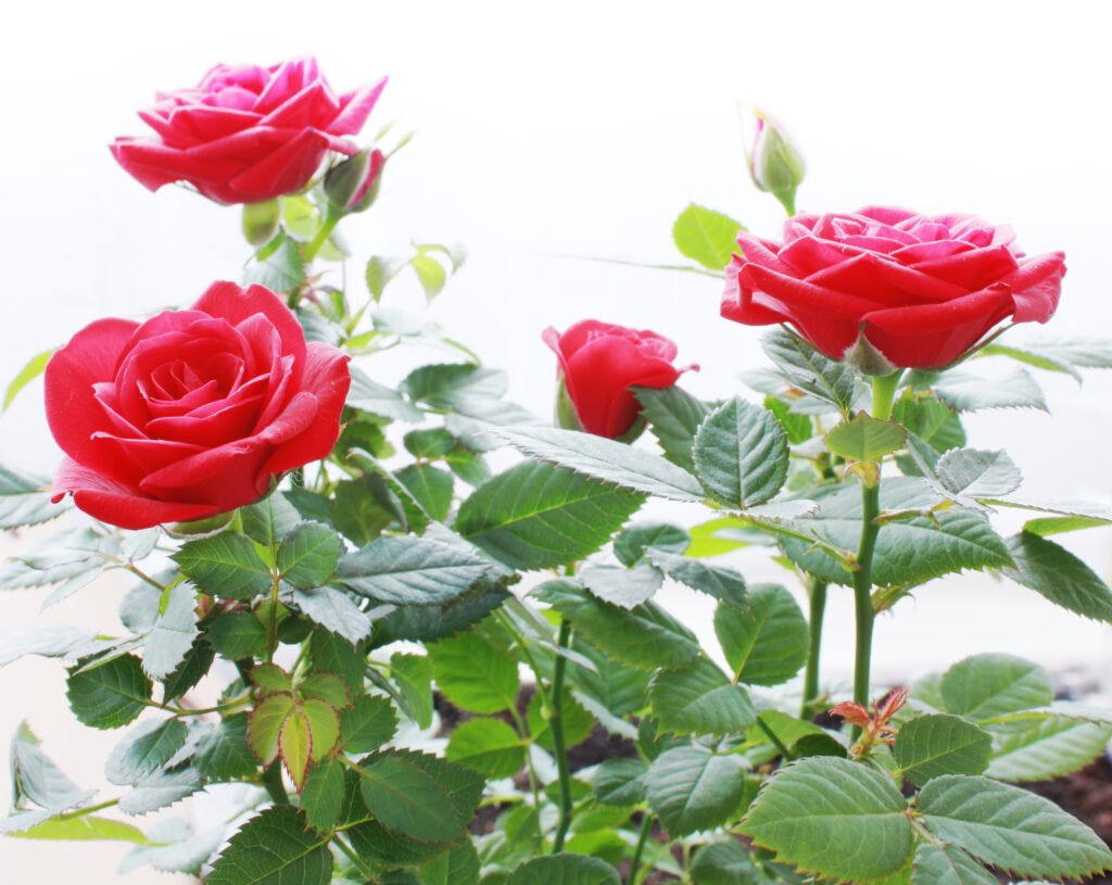 Roses bush