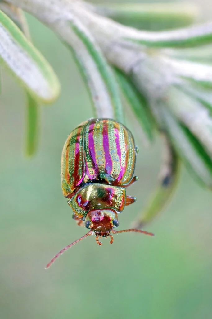 Rosmarin Käfer (Chrysolina americana) frisst am Rosmarin
