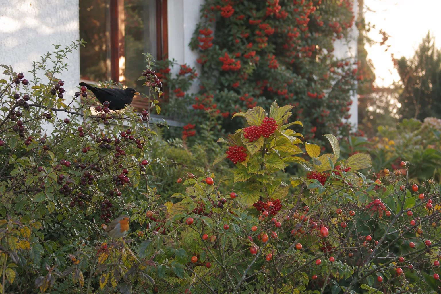 Herbstliche Gartenhecke mit Hagebutten und roten Beerendolden, dahinter ein Feuerdorn voller Beeren an der Hauswand, auf den Zweigen eine Amsel und ein Rotkehlchen