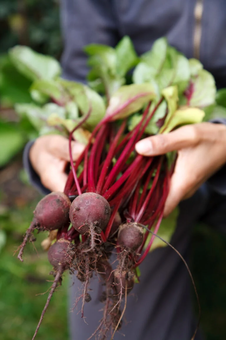 Hände halten frische rote Beete im Garten.