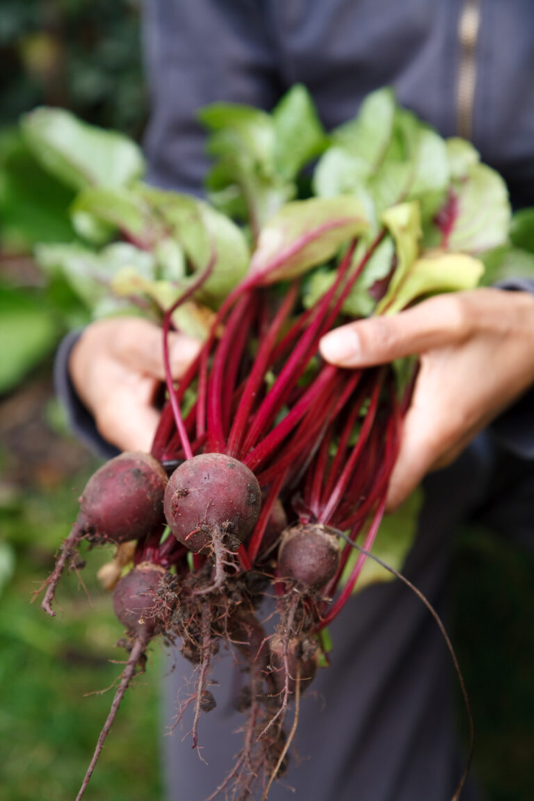 Hände halten frische rote Beete im Garten.