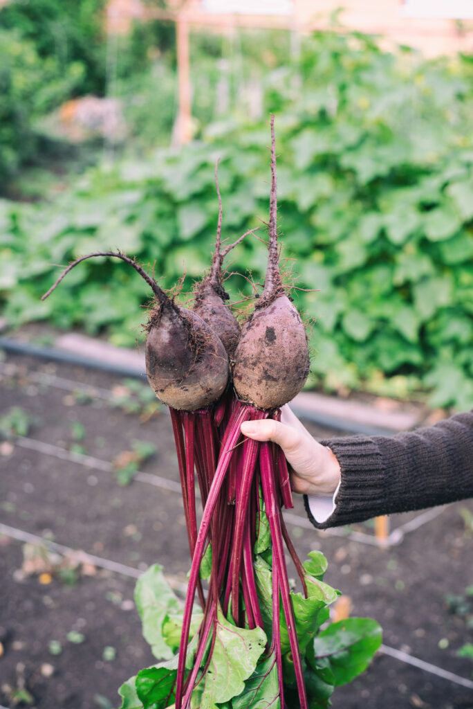 Frische Rote Bete aus dem Garten