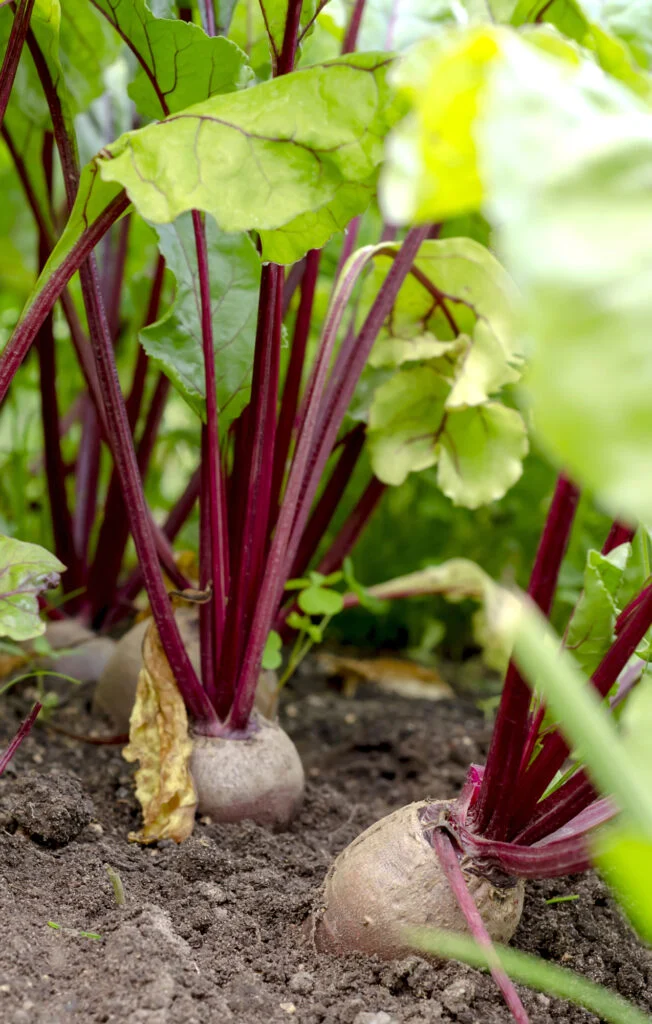 Rote Bete im Garten, Nahaufnahme