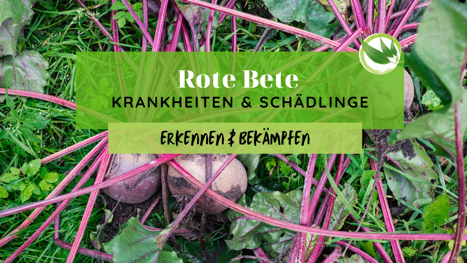 Rote Bete Krankheiten & Schädlinge erkennen & bekämpfen