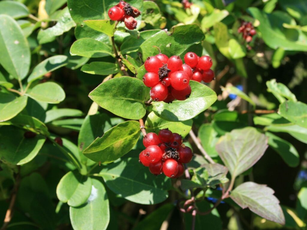 Rote Beeren auf grünen Blättern