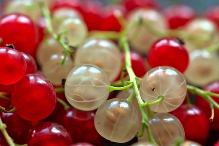 Nahaufnahme Roter & weißer Johannisbeeren