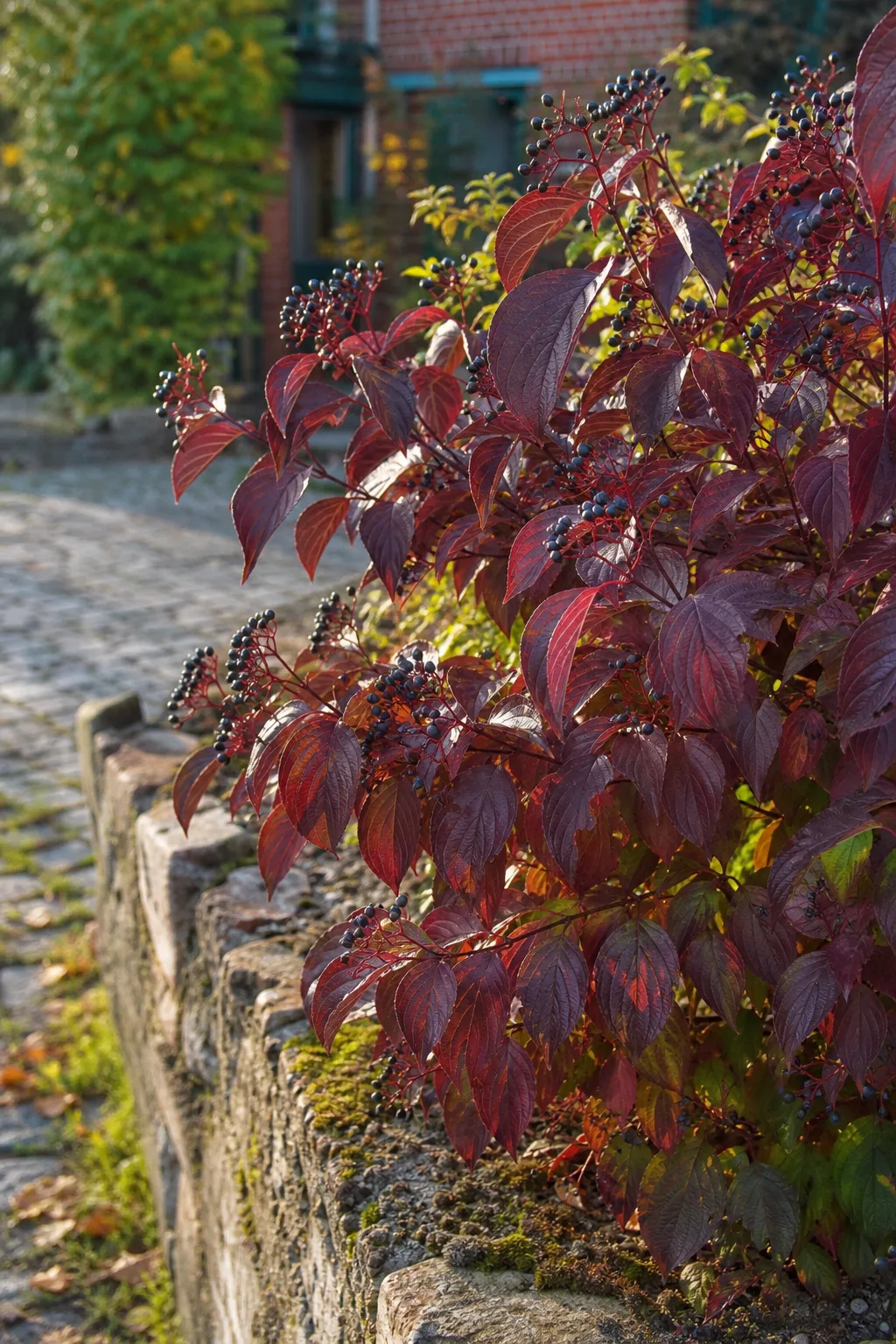 Roter Hartriegel mit weinroten, bogennervigen Blättern und Dolden blauschwarzer Beeren
