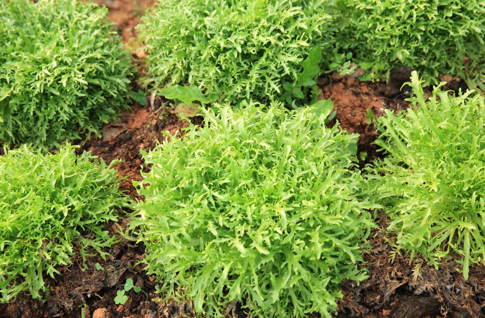 Rucola-Blätter im Garten