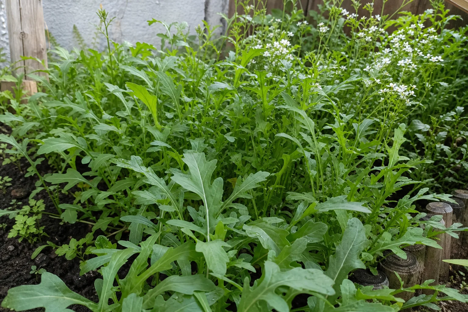 Rucola anbauen: in 4 Wochen scharfe Blätter ernten — Aussaat, Pflege, Sorten