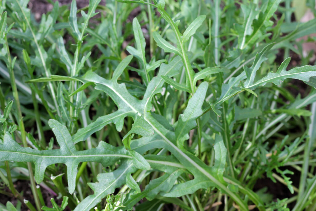 Fresh organic Wild Rocket Salad in the garden