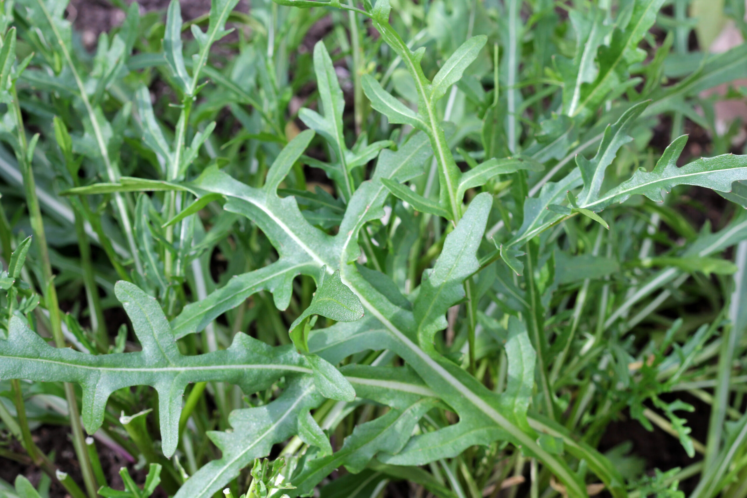 Fresh organic Wild Rocket Salad in the garden