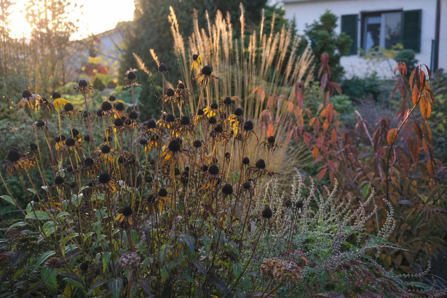 Rudbeckia im Herbst nicht zurückschneiden: Was du stattdessen jetzt tun solltest