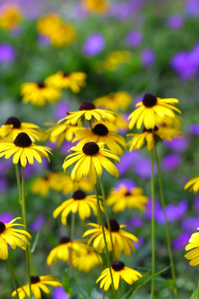 Gelbe Blumen mit lila Hintergrund