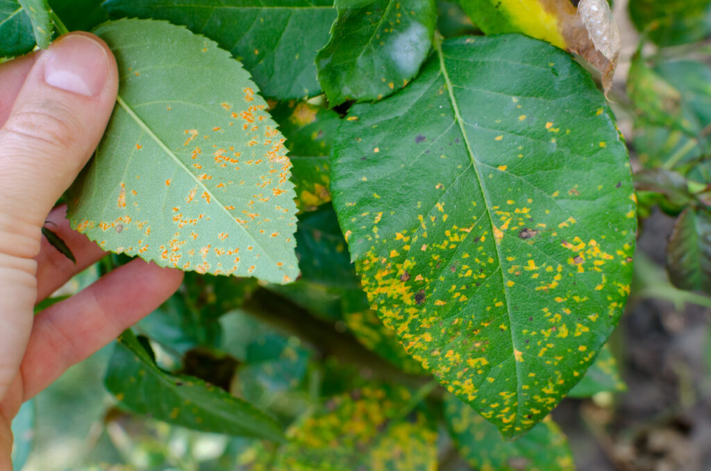 Rust fungus, caused by Phragmidium fungus affectes rose leaves.