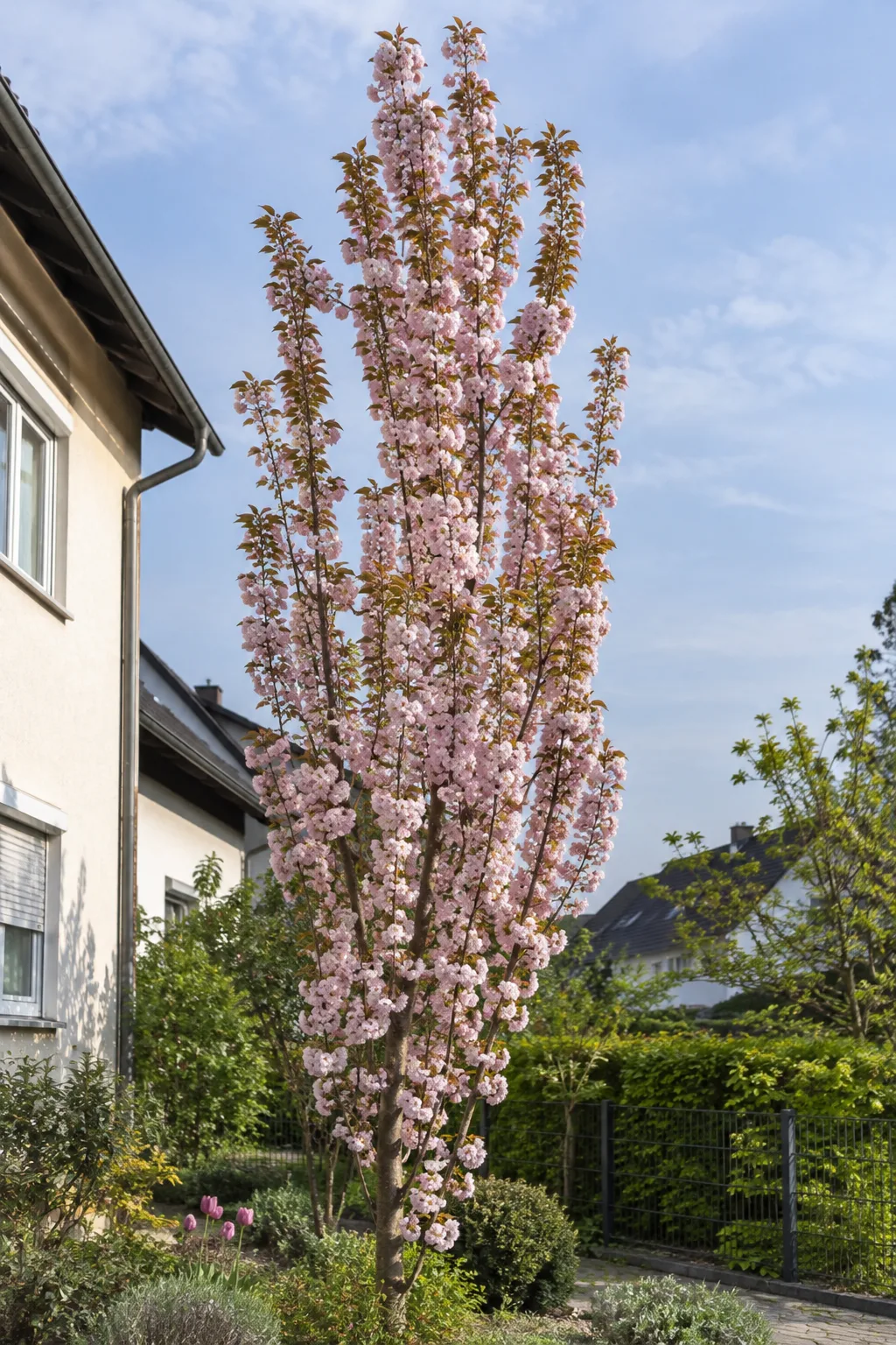 Schlanke, säulenförmige Zierkirsche im Mai, dicht mit halbgefüllten, blassrosa Blüten besetzt, in einem kleinen Vorgarten