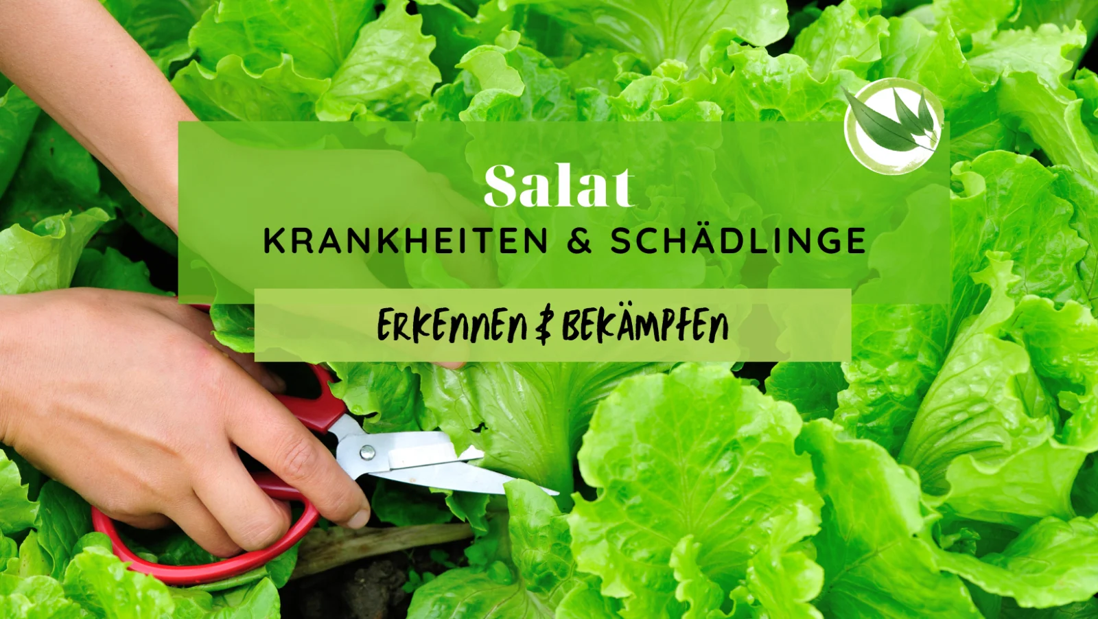 Salat Krankheiten & Schädlinge erkennen & bekämpfen