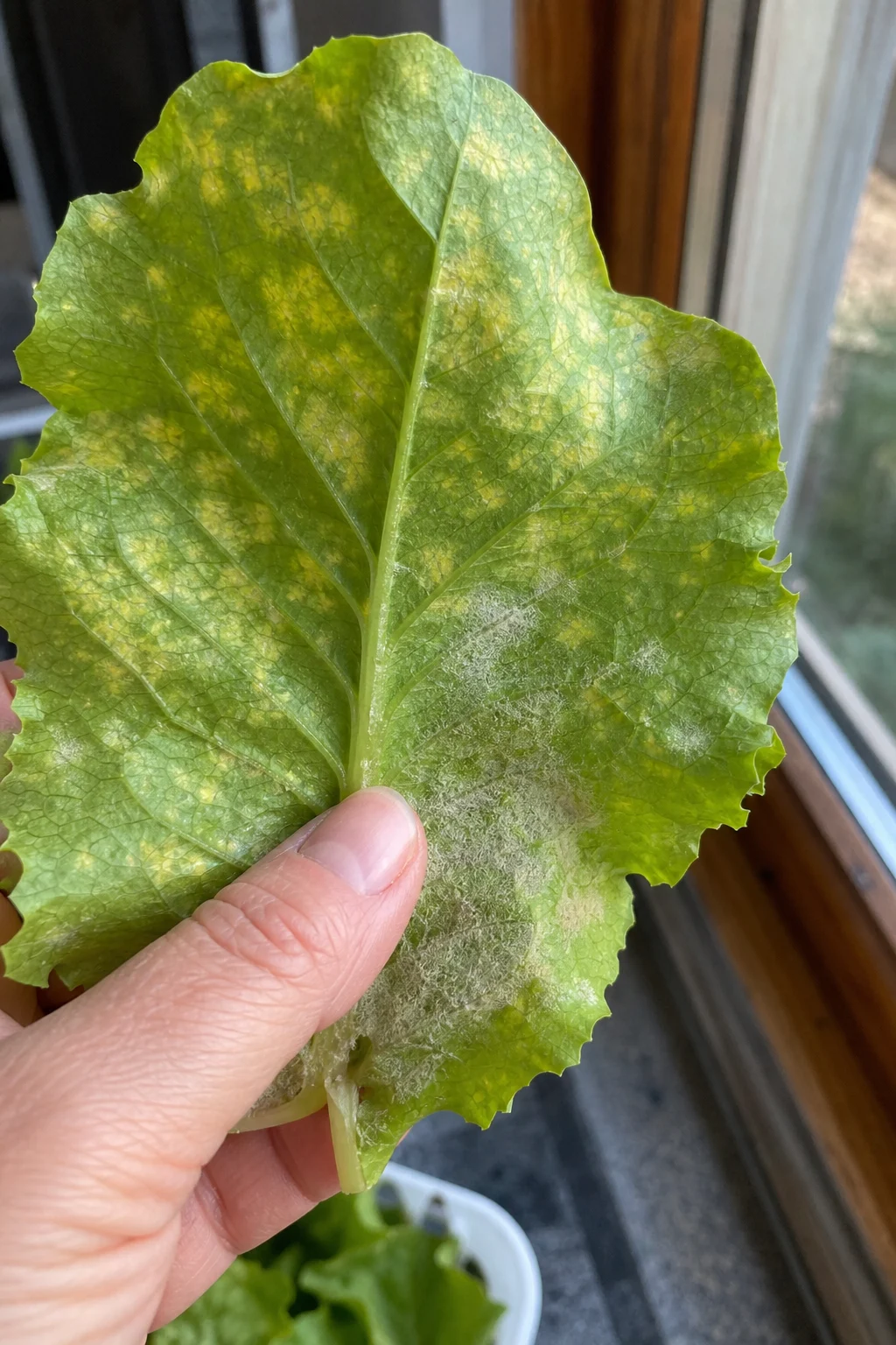 Salatblatt mit gelblichen eckigen Flecken auf der Oberseite und weißlich-grauem Pilzrasen auf der Unterseite, die Hand hält das Blatt zur Prüfung gegen das Licht.