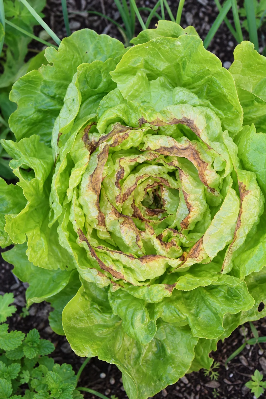 Salatkopf von oben gesehen, die inneren Blattränder sind braun und vertrocknet, die äußeren Blätter wirken gesund.