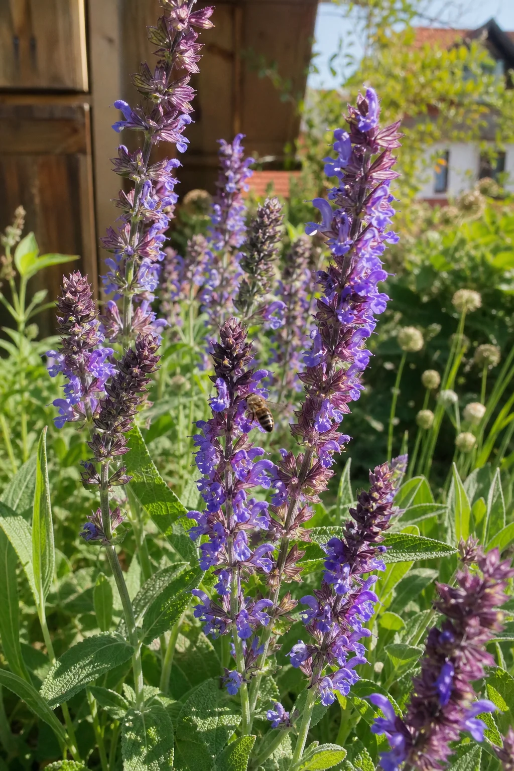 Lila-blaue Blütenrispen eines Salbeis im Sommer mit einer Honigbiene an einer geöffneten Blüte.