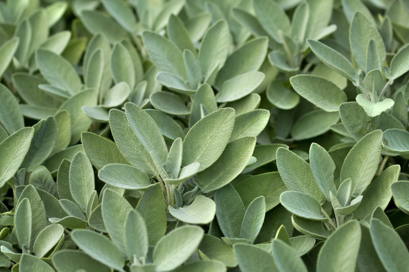 Spice plant: sage in vegetable garden