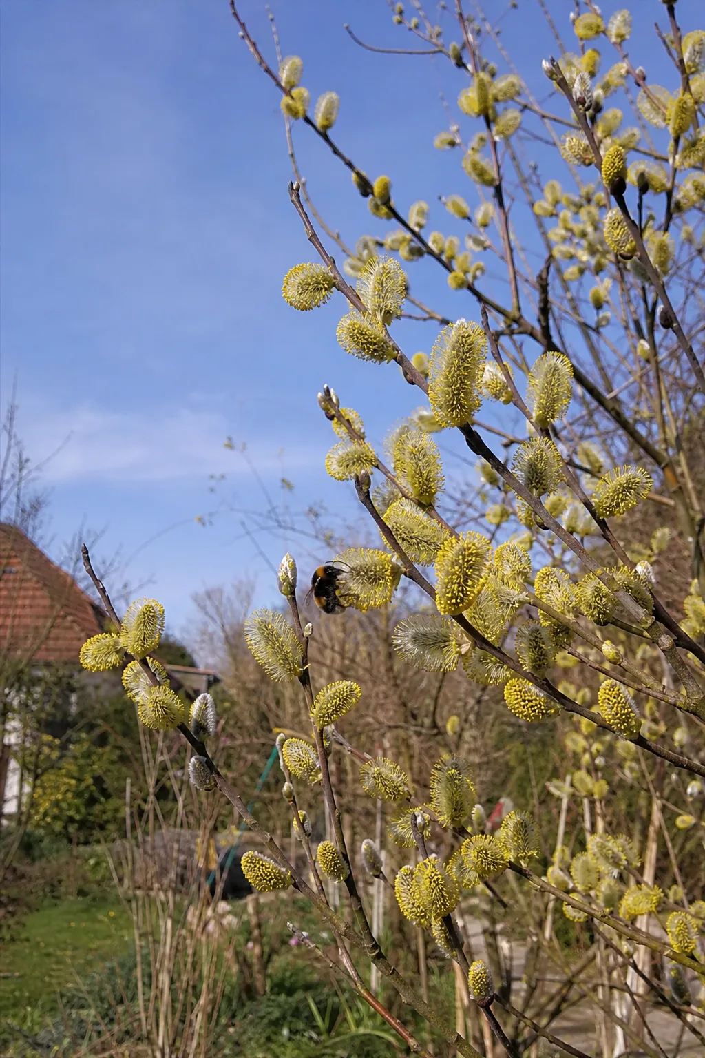 Kahle Zweige einer Salweide mit dicken, gelb bestäubten Kätzchen, an einem sammelt eine Hummel Pollen