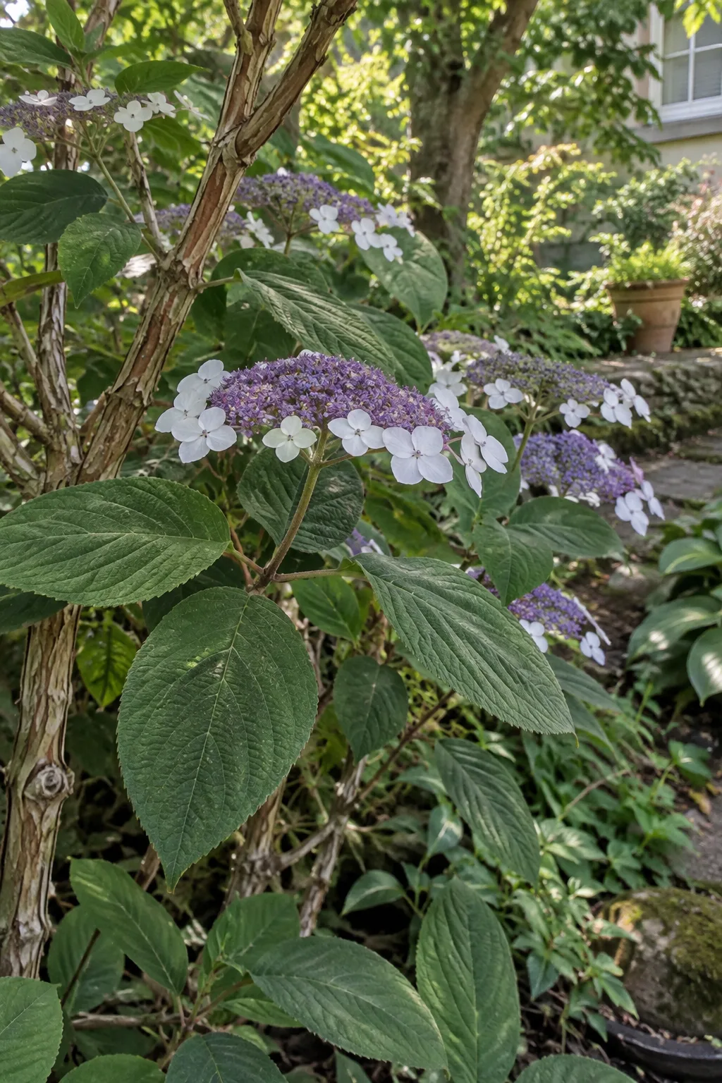 Samt-Hortensie im Halbschatten mit großen, ovalen, samtig behaarten Blättern und flachen Blütenständen aus violetten Innenblüten und einem Kranz weißer Randblüten