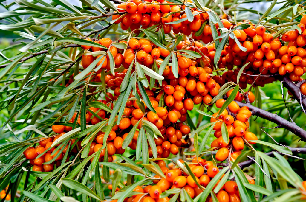 Buckthorn on a branch