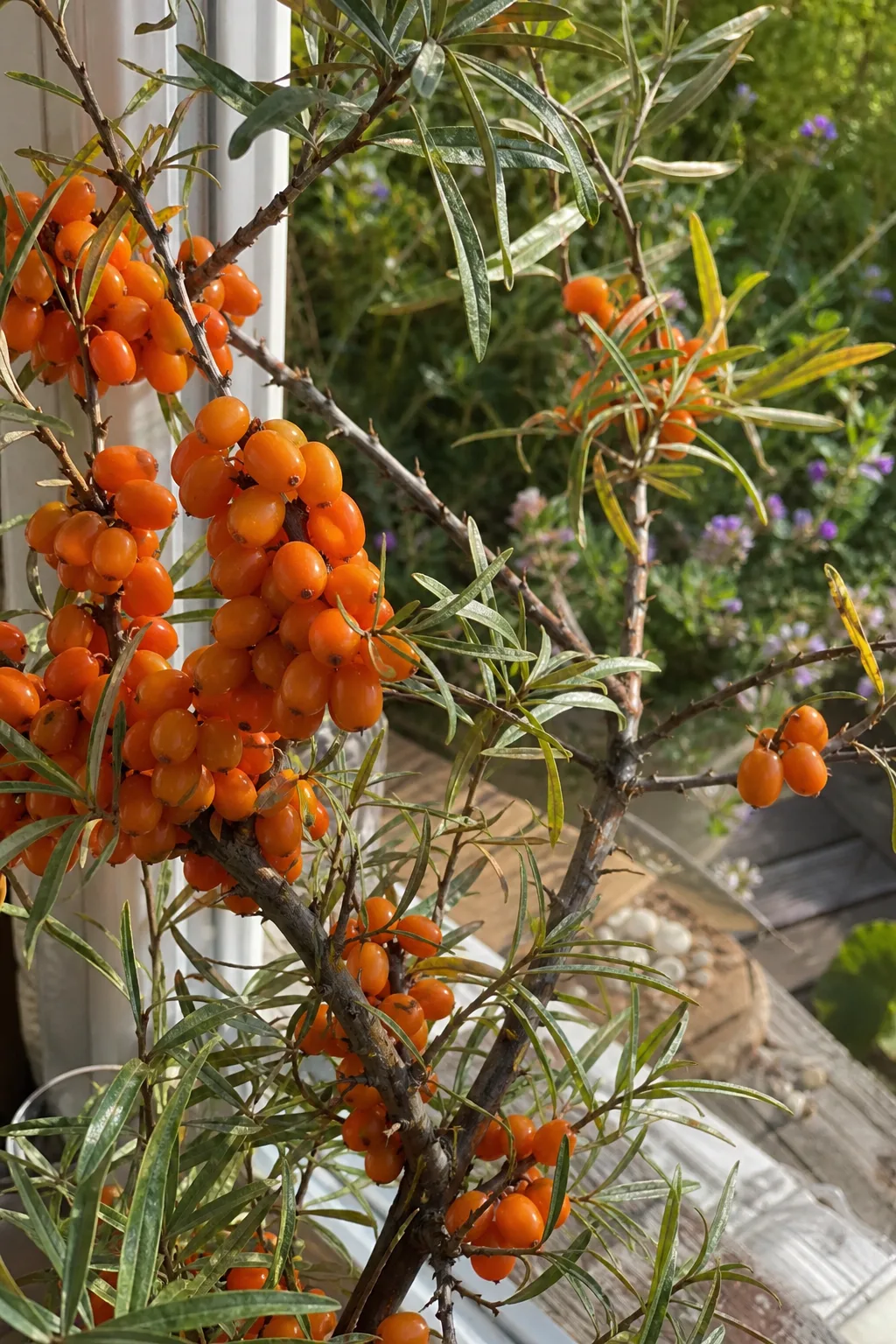 Sanddornzweig dicht besetzt mit leuchtend orangen Beeren und silbrigen Blättern