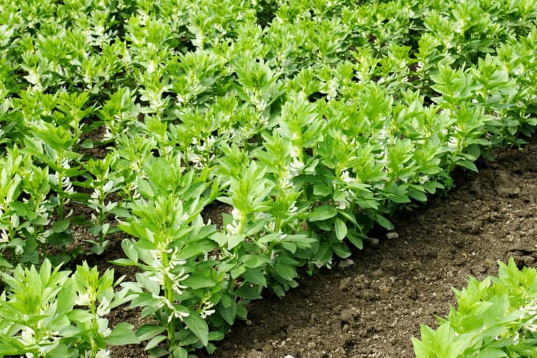 Reihen von Pferdebohnen im Garten
