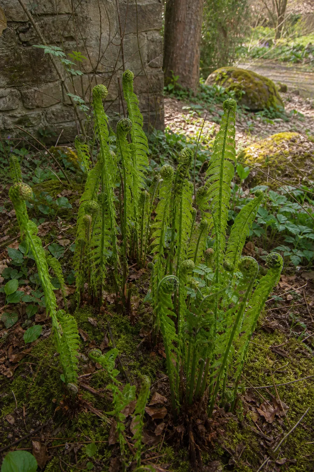 Farnwedel an einer schattigen Mauer