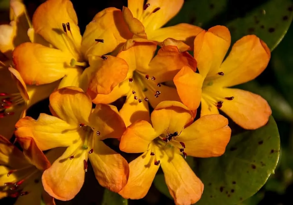 Orange blühender Rhododendron aus der Nähe