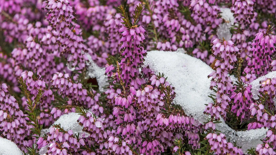 Rosa blühende Winterheide mit Schnee