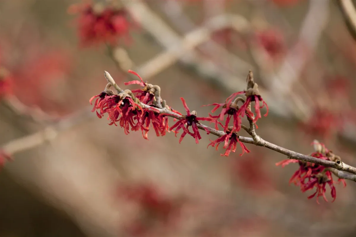 Rote Blüten der Zaubernuss an kahlen Zweigen